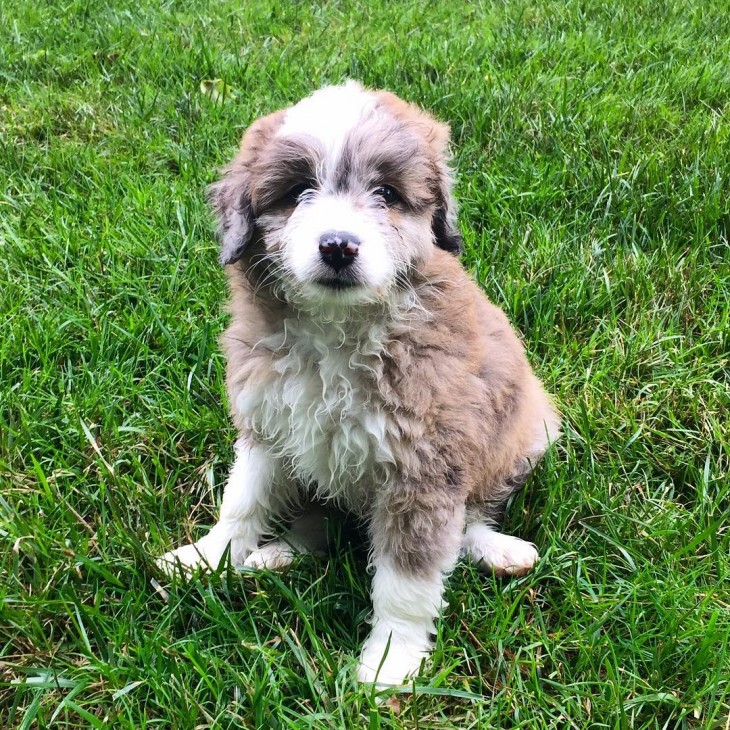 Perro Aussiepoo que sale de la cruza de un Australian Shepherd con Poddle