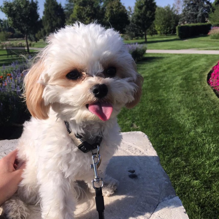 Perro que sale de la cruza de un perro Bichon Frise con un Cavalier King Charles Spaniel