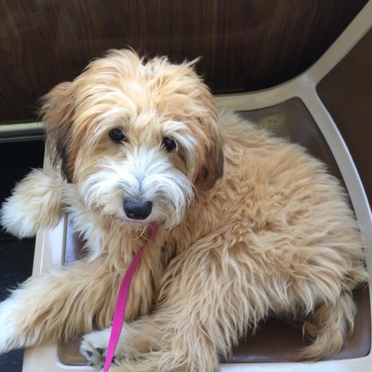 Whoodle es la Cruza de Poodle con Wheaten Terrier 