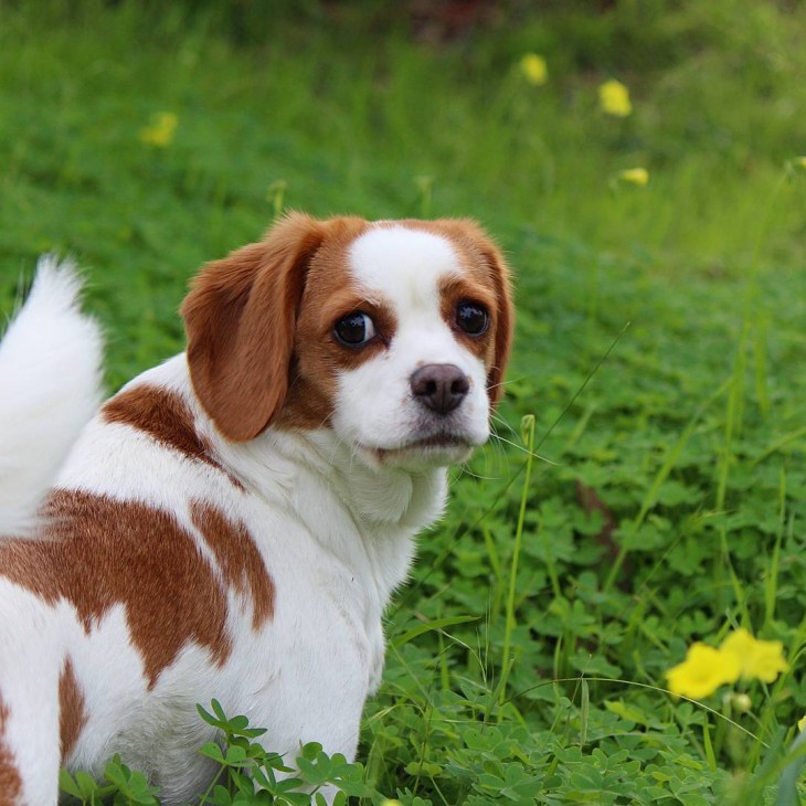 Beaglier es la cruza de un perro Beagle con un Cavalier King Charles Spaniel 