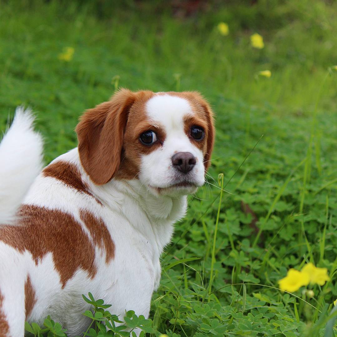 20 cruzas de perros inusuales que te sorprenderán