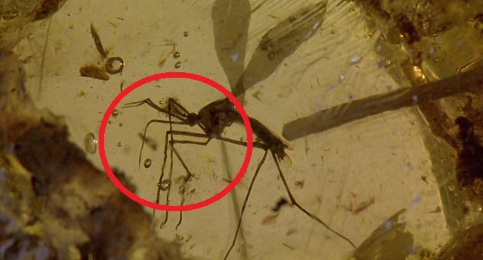 Mosquito de la película Jurasic Park 