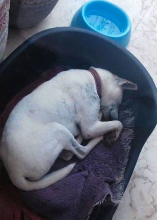 Esta perrita fue rescatada de la calle con sarna y desnutrida y ahora ya esta sana y feliz con su nueva familia 