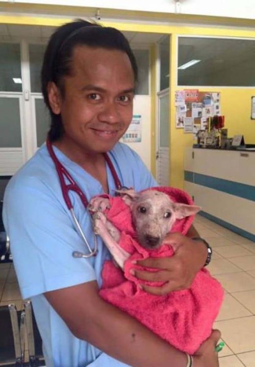 Veterinario cargando a Kelsey la perrita rescatada de la calle 