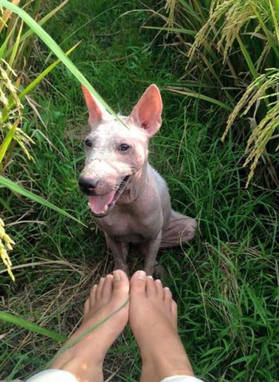 Perrita sentada en el césped mirando hacia arriba y sonriendo