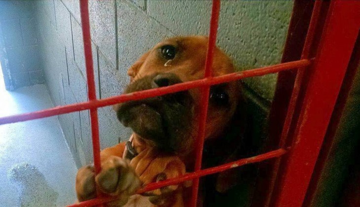 Fotografía de una perrita con ojos llenos de lágrimas en un refugio 