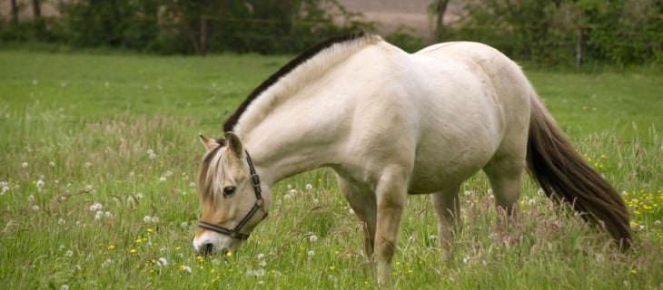 Caballo Fiordo Noruego 