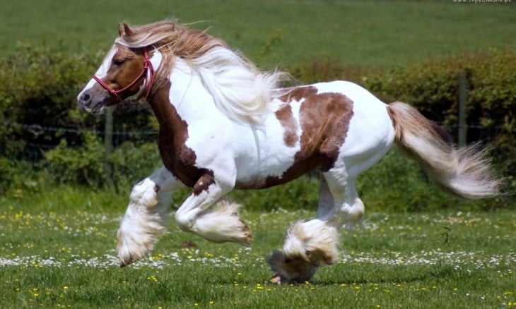 Caballo pinto 