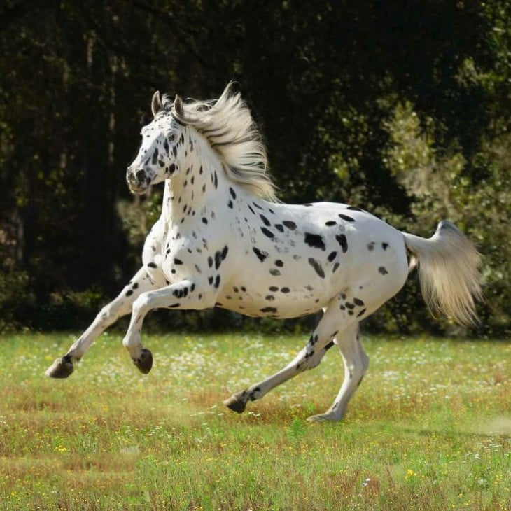 Caballo Knabstrupper