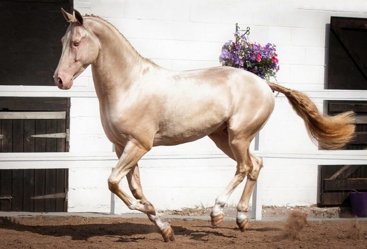 Caballo Akhal-Teke