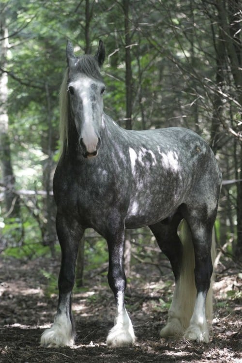 Caballo Percherón 