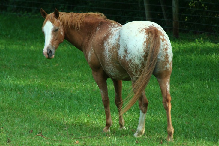 Caballo Appaloosa