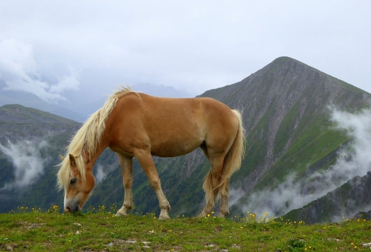 Caballo Haflinger o Avelignese