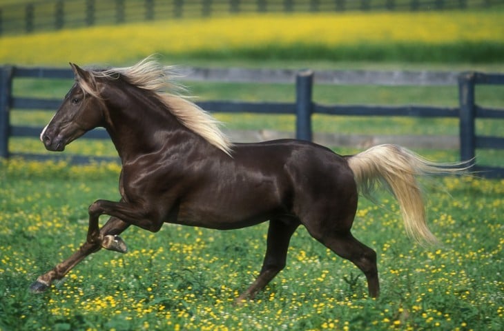 Caballo Rocky Mountain