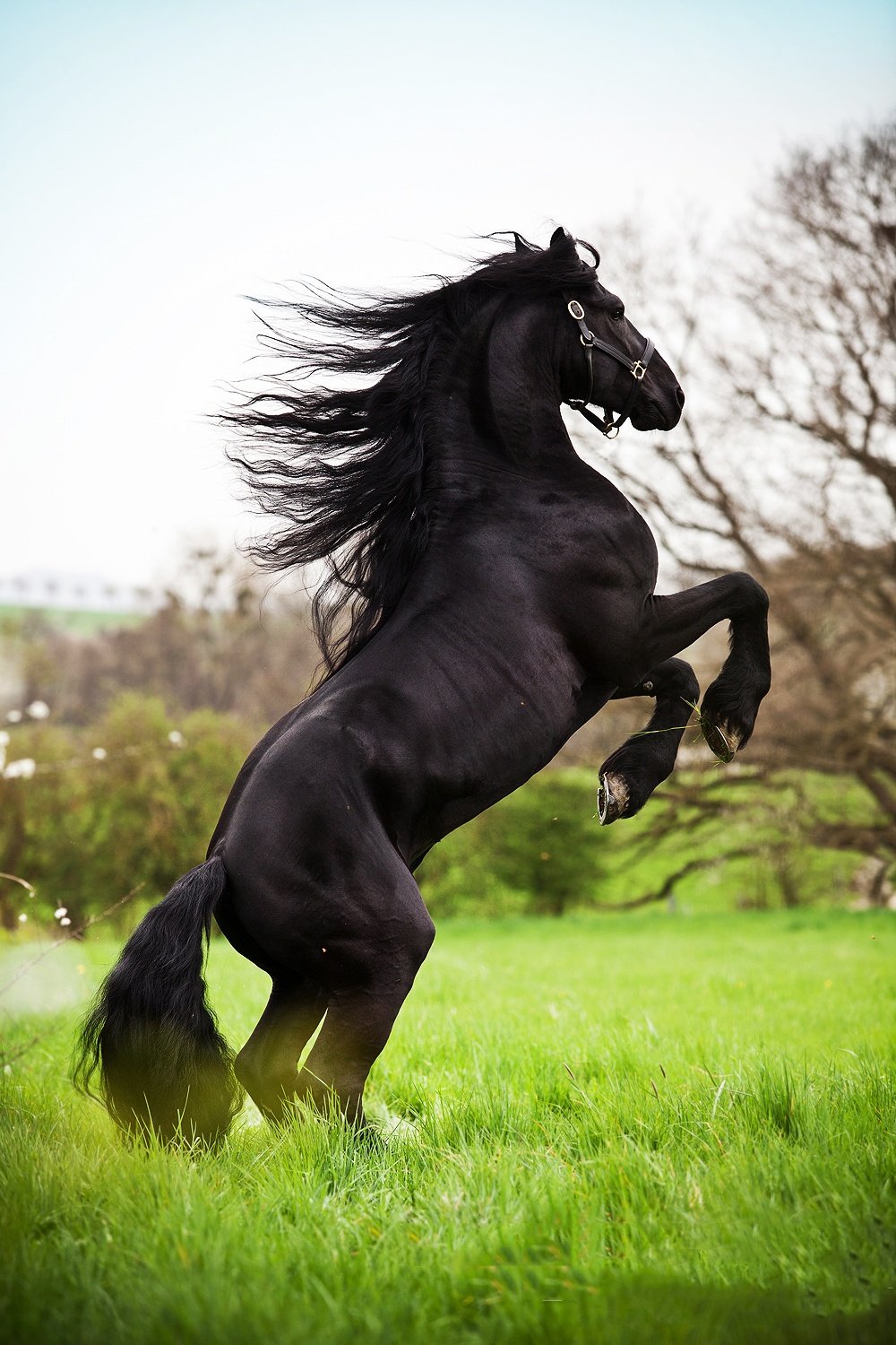 15 de los caballos más hermosos de todo el mundo