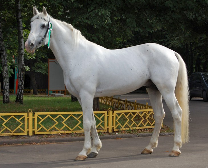 Caballo Trotador de Orlov