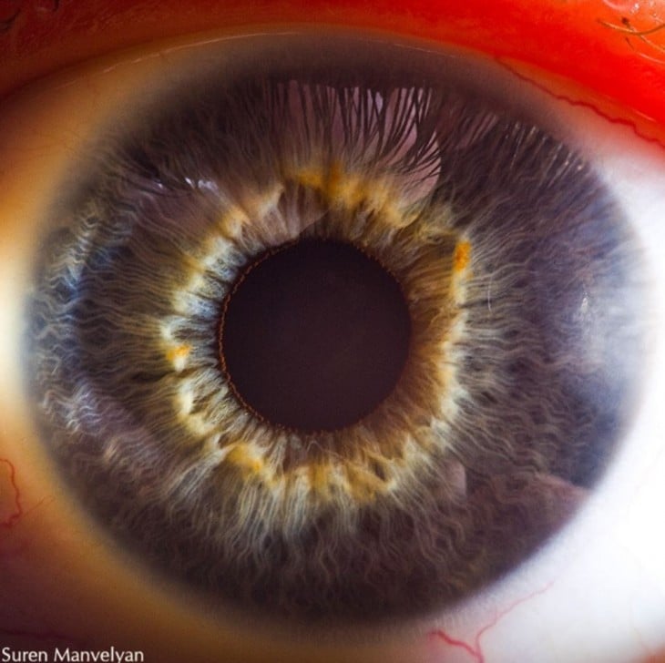 detalle del interior de un ojo, foto por Suren 