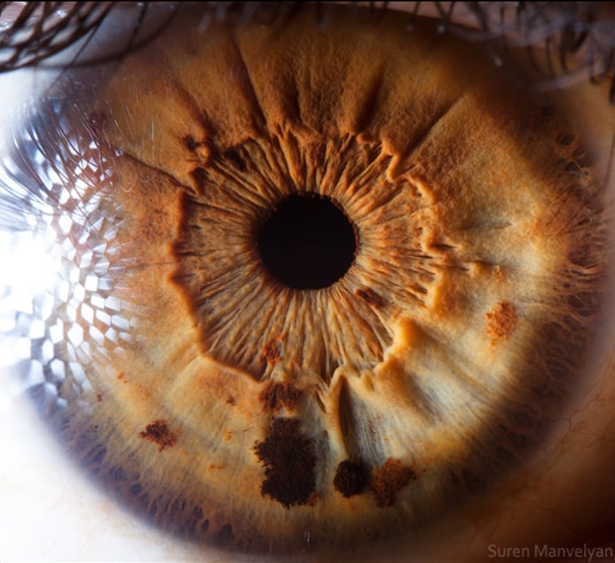 interior de un ojo 
