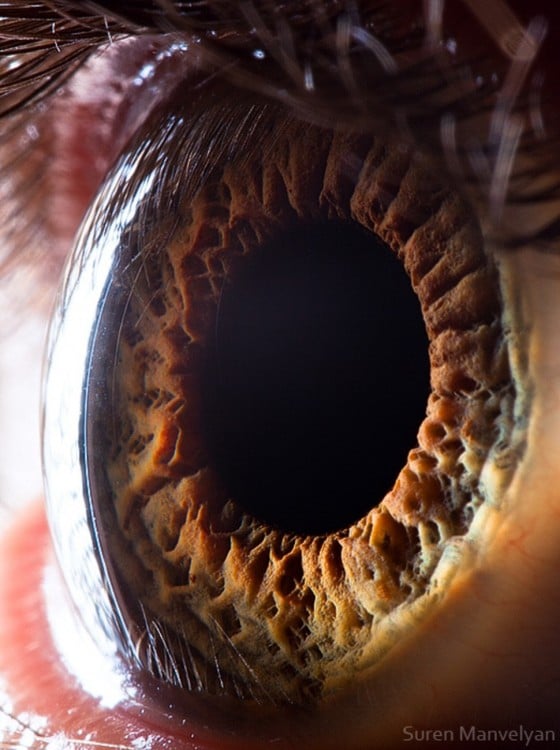 imagen del interior de un ojo humano 