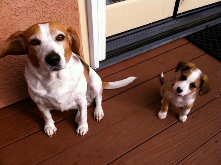 Perro a un costado de su cachorro 