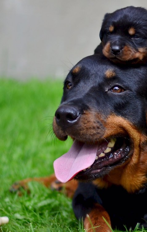 Perro doberman con su pequeño cachorro sobre su cabeza 