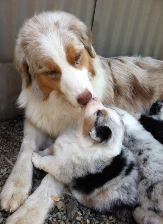 Un perro grande simulando que le da un beso a su pequeño cachorro 