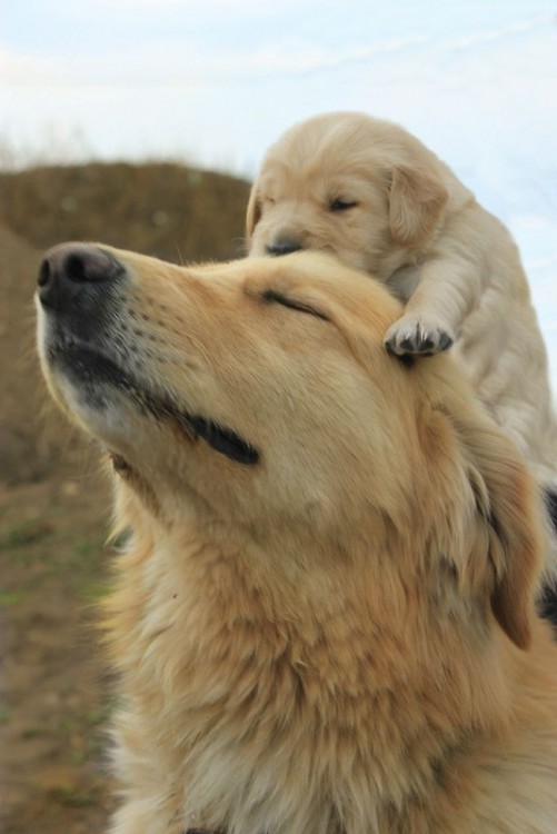 Perro golden retriever con su cachorro en la cabeza 