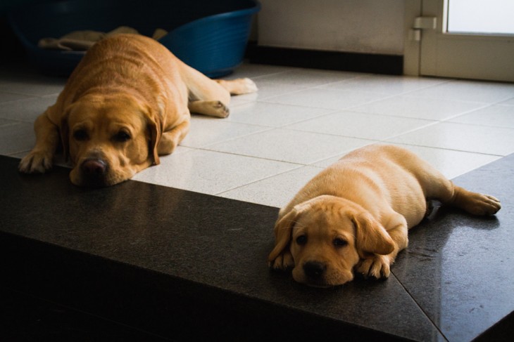 Perro con su cachorro acostados juntos en el suelo 