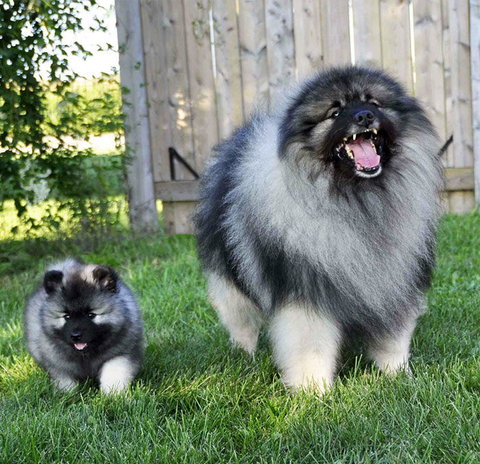 un perro grande junto a su pequeño cachorro en el jardín de una casa 