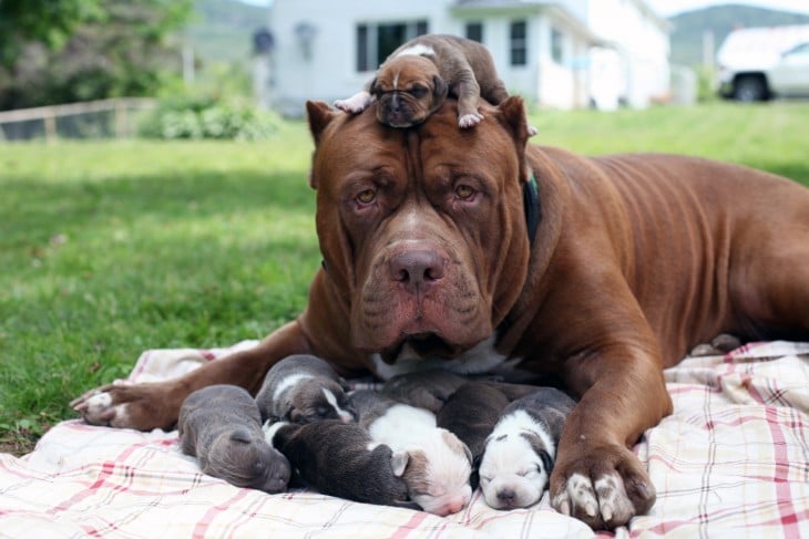 Hulk el perro más grande del mundo rodeado de sus pequeños cachorros