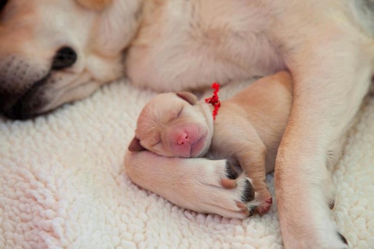 Pequeño cachorro acostado en las patas de su mama 