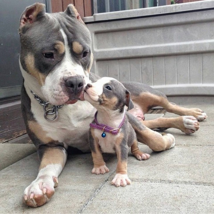 Perra pitbul que simula estar recibiendo un beso de su cachorro