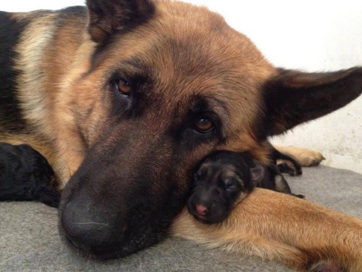 Perro pastor alemán a un costado de su pequeño cachorro 