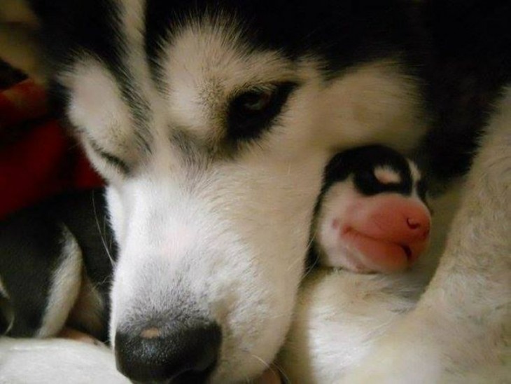 Cara de un perro Husky con su pequeño cachorro