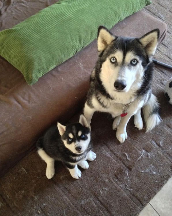 Perro Husky junto a un cachorro