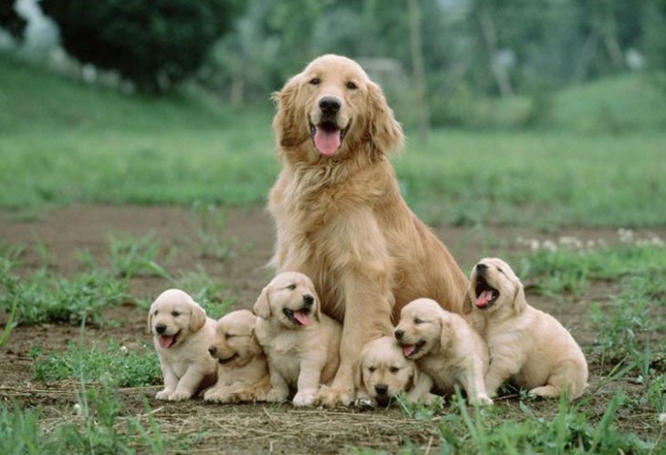 perro golden retriever rodeado de sus pequeños cachorros 