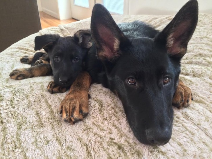 Perro acostado junto a su cachorro 