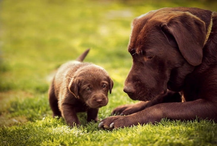 Un perro acostado observando a su pequeño cachorro