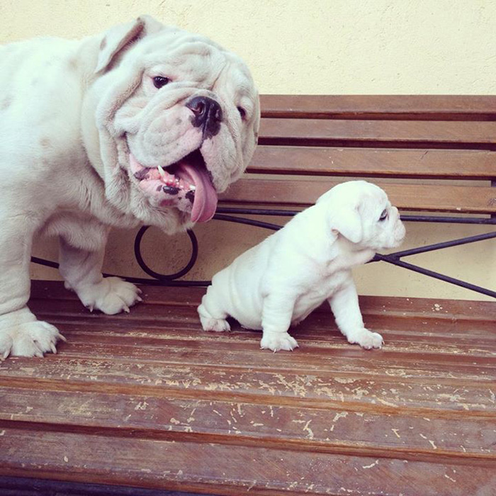Perro bull dog blanco junto a su cachorro sobre una banca 