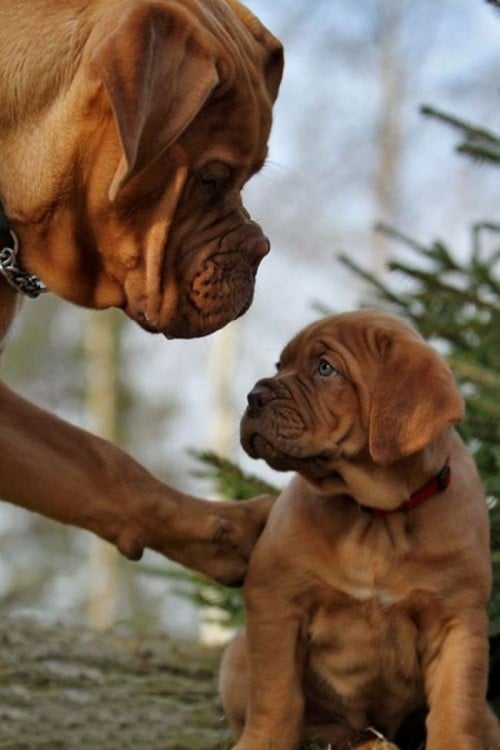 Perro con una pata sobre su pequeño cachorro 