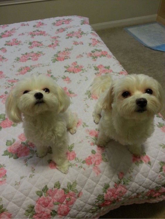 Dos pequeños perros french poddle mirando hacia arriba 