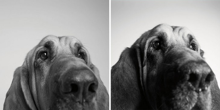 imagen del perrito Copper a sus 3 años y 10 años