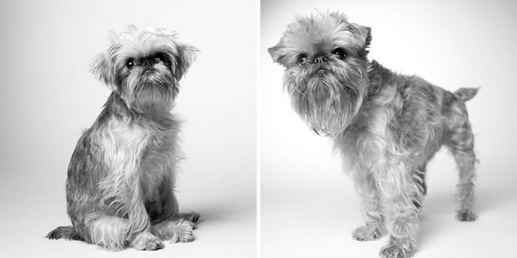 fotos del perrito Briscoe 1 año y 10 años 