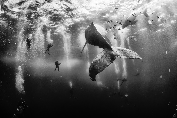 Primer lugar: Ballena Whisperers, fotografía national geographic 2015