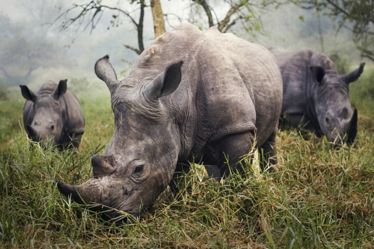 Fotografía Rhinos Blancos con el mérito ganador de National Geographic