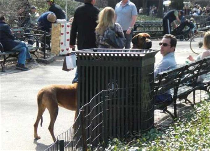 Perro en un parque cerca de una banca donde esta un hombre sentado 