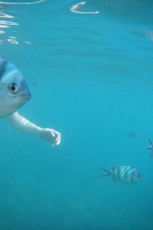 fotografía de un pez que parece tener un brazo de humano 