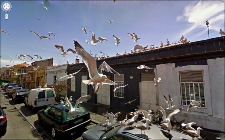 Fotografía de muchas aves sobre un coche 