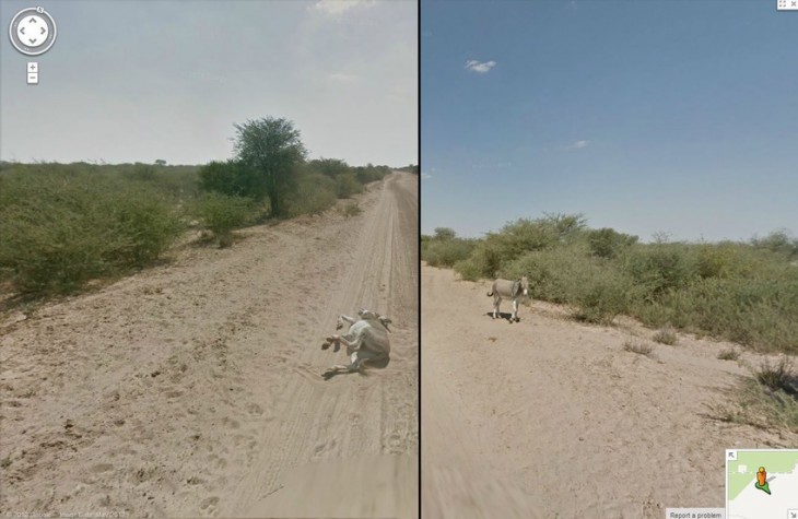 Burro que parece haber sido asesinado por la camioneta de Google Street View 