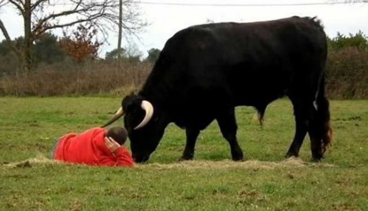 Granjero frances adoptó a un toro 